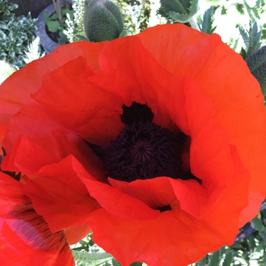 Oriental Poppy 'Brilliant'