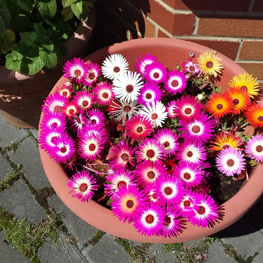 Livingstone Daisy