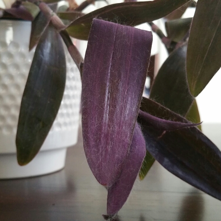 Plant image Tradescantia pallida 'Pink Stripe'