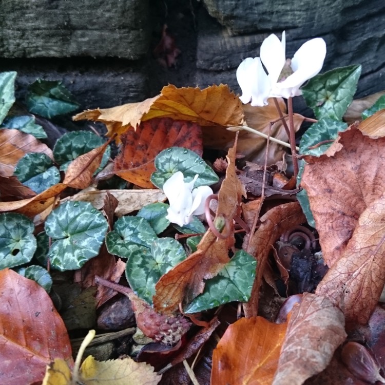 Plant image Cyclamen hederifolium subsp. hederifolium f. albiflorum 'Album'