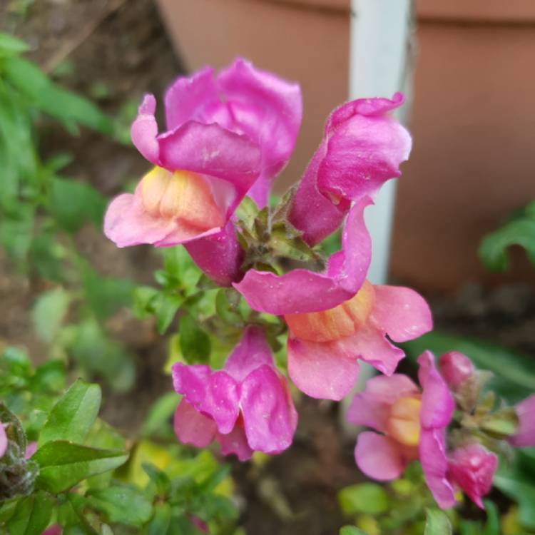 Plant image Antirrhinum majus 'Tom Thumb'