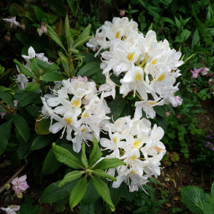 Plant image Rhododendron 'Madame Masson'