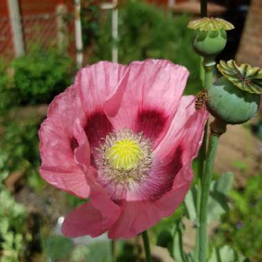 Papaver somniferum