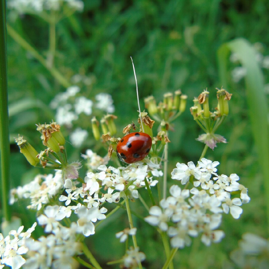 Plant image Anthriscus sylvestris