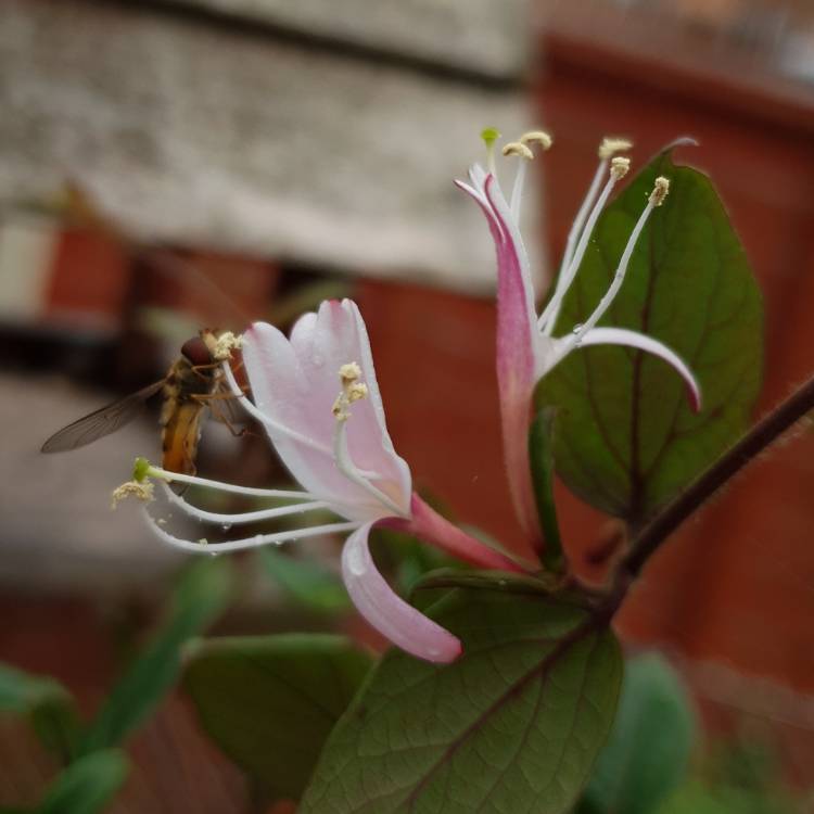 Plant image Lonicera x heckrottii 'American Beauty'