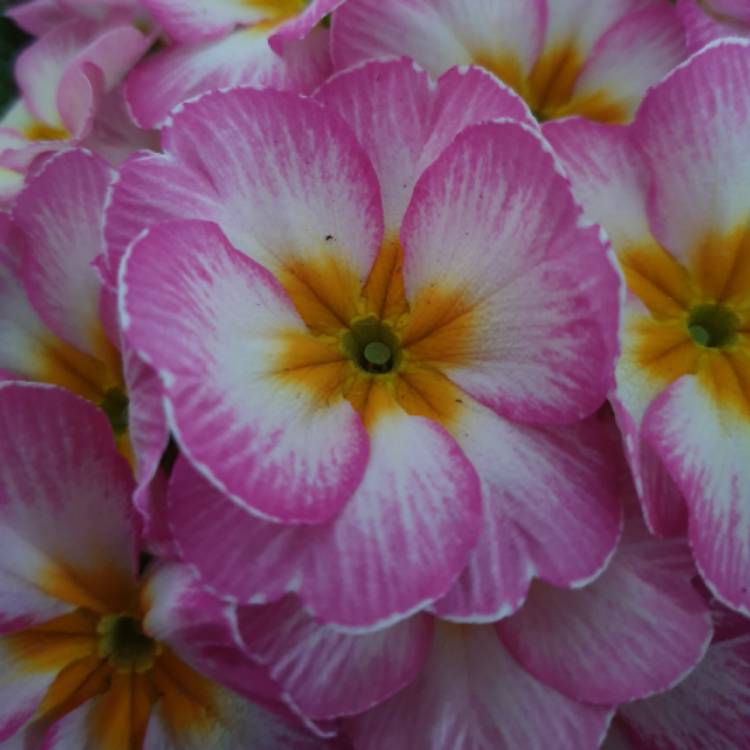 Plant image Primula acaulis 'Lipstick'