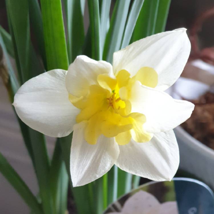 Plant image Narcissus 'Golden Echo'