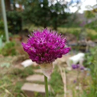 Allium hollandicum 'Purple Sensation' syn. Allium 'Purple Sensation', Allium aflatunense 'Purple Sensation'