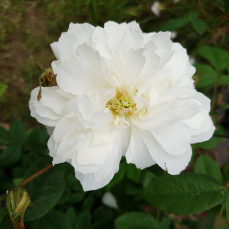 Plant image Rosa 'Susan Williams-Ellis'