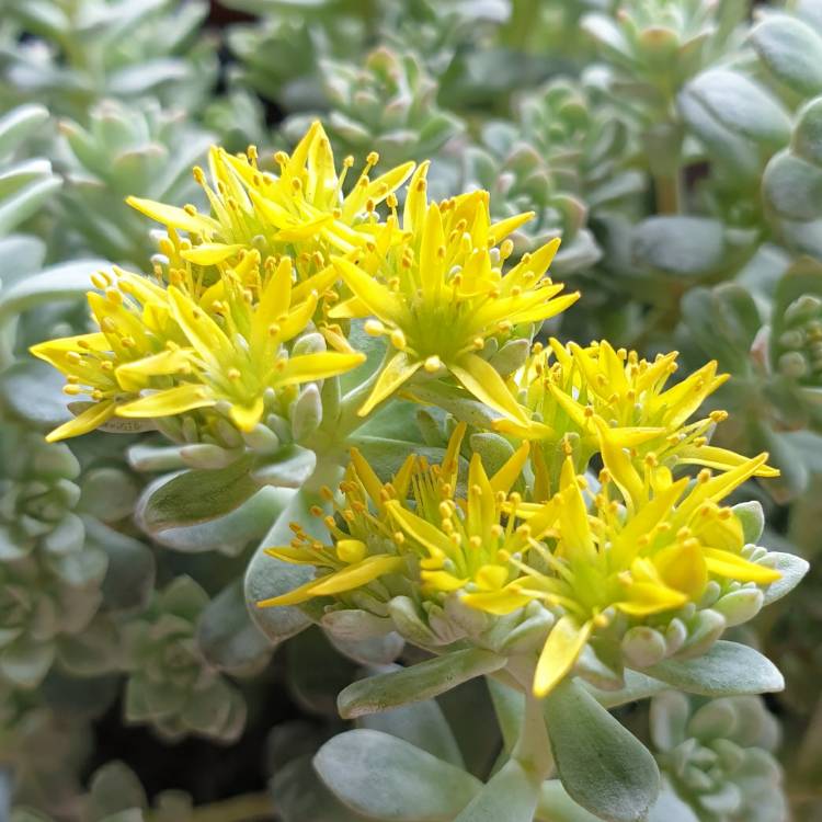 Plant image Sedum 'Cape Blanco'