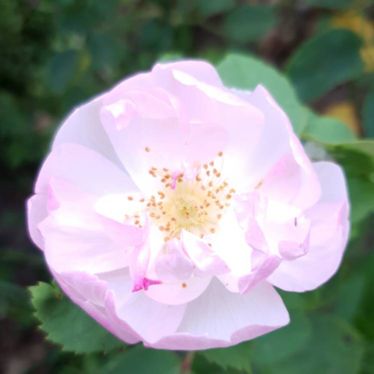 Plant image Rosa 'Ausoran' syn. Rosa 'Scarborough Fair'