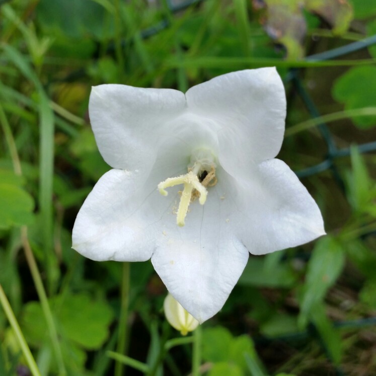 plant image 140451