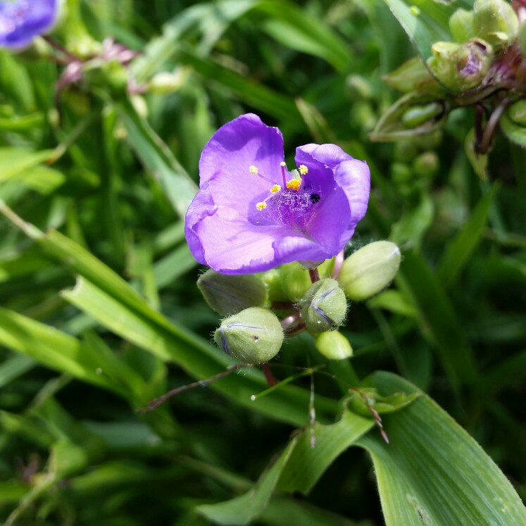 plant image 140464