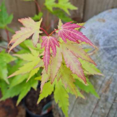 Japanese Maple