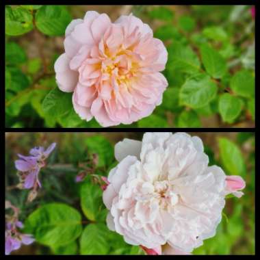 Rose 'Elizabeth' (Shrub)