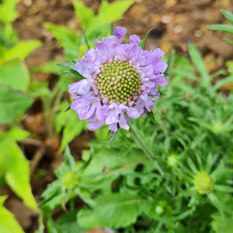 plant image 1673718