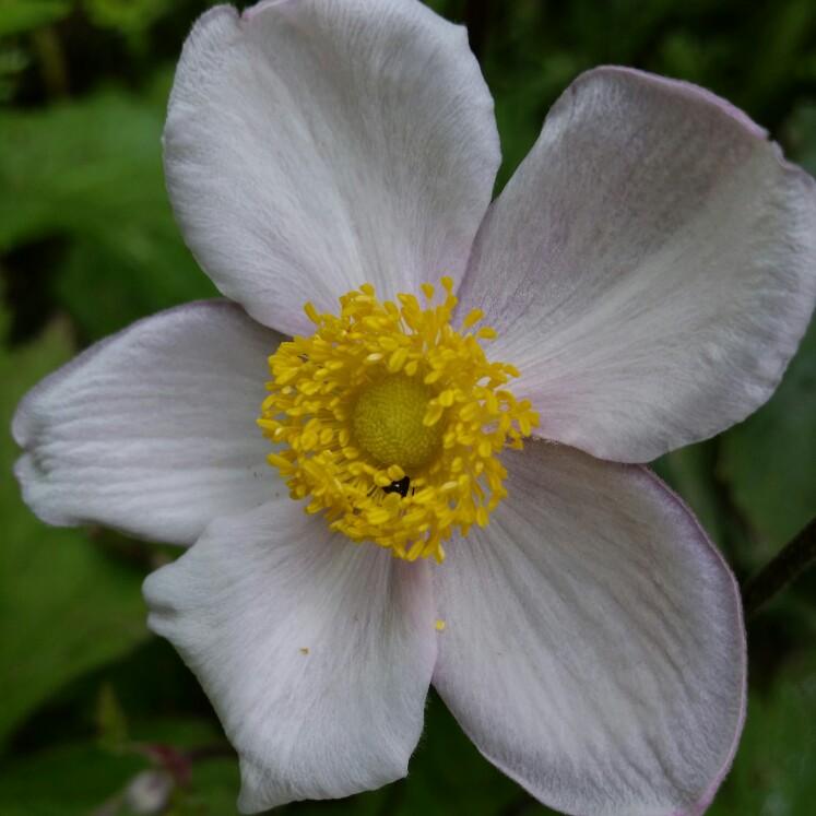 plant image 167583