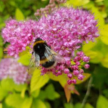 Spiraea japonica 'Goldflame' syn. Spiraea x bumalda 'Goldflame'