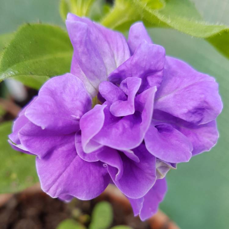 Plant image Petunia tumbelina 'Maria'