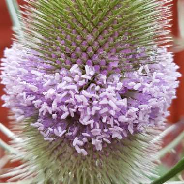 Dipsacus fullonum syn. Dipsacus sylvestris