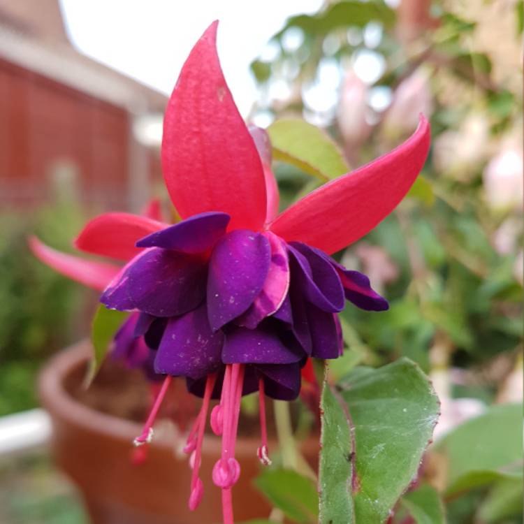 Plant image Fuchsia 'Dollar Princess'