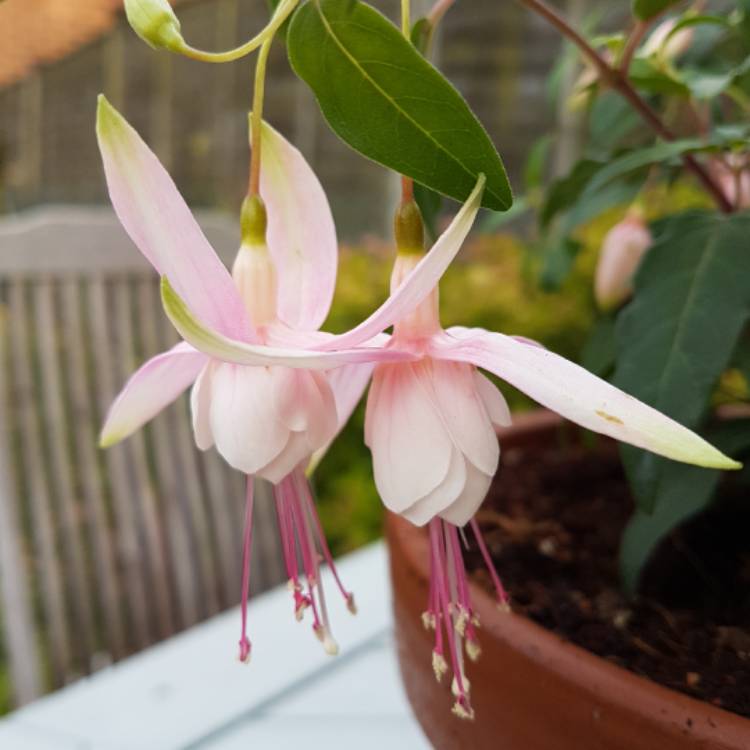 Plant image Fuchsia 'Frank Unsworth'