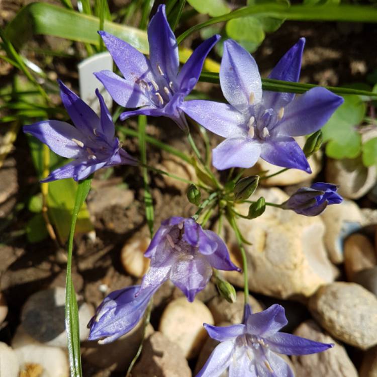 Plant image Triteleia 'Queen Fabiola' syn. Brodiaea 'Queen Fabiola'