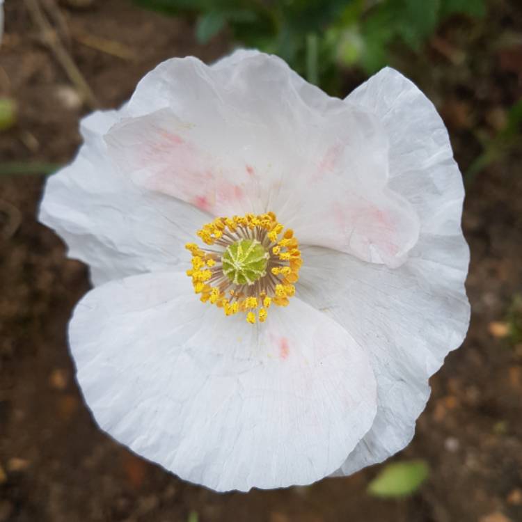 Plant image Papaver somniferum 'Falling In Love'