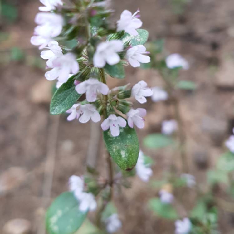 Plant image Thymus Serpyllum