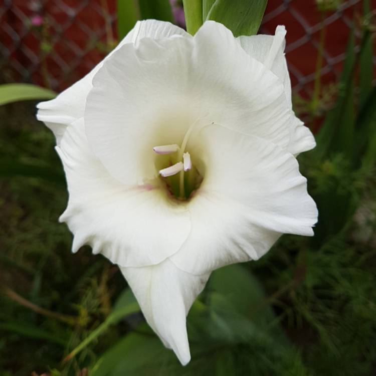 Plant image Gladiolus 'Ivory Priscilla'