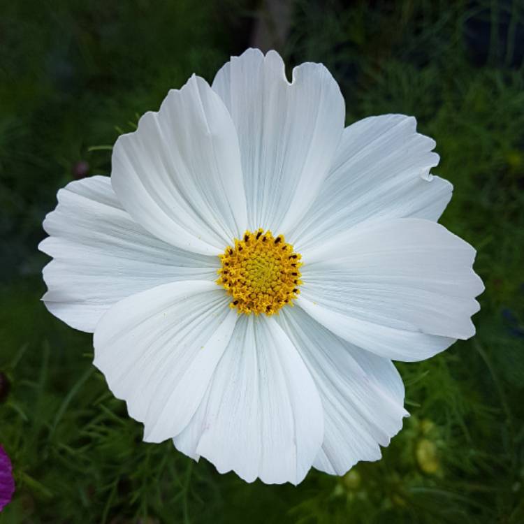 Plant image Cosmos Bipinnatus 'Purity'