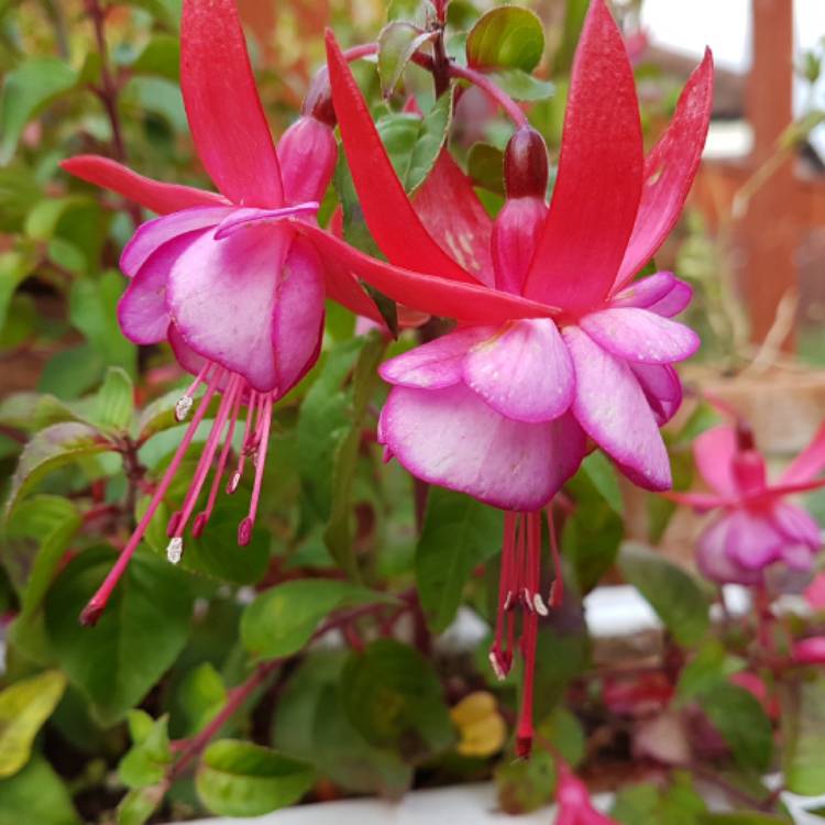 Plant image Fuchsia 'Icing Sugar'