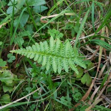 Athyrium filix-femina