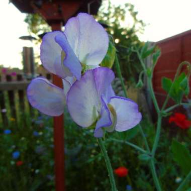 Lathyrus odoratus 'Soulful'