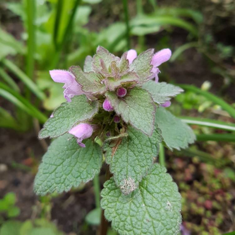 Plant image Lamium purpureum