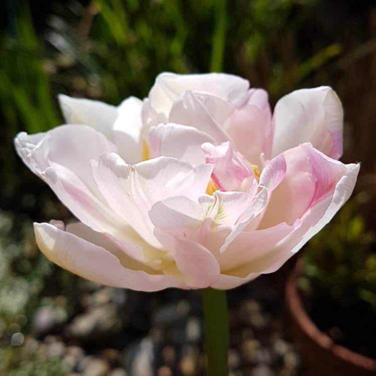 Plant image Tulipa 'Finola'