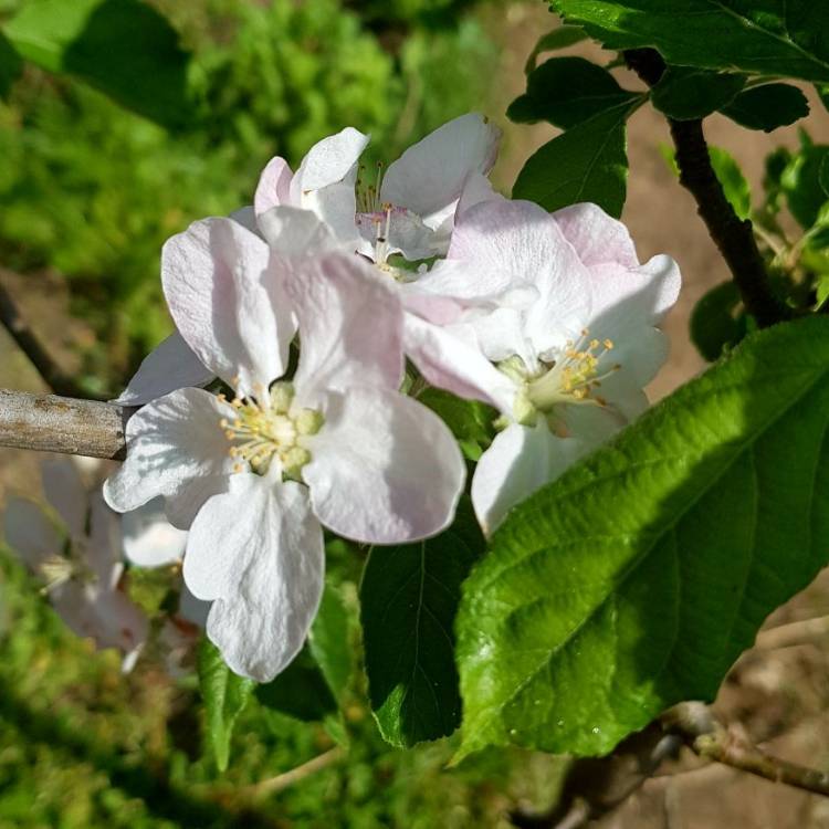 Plant image Malus domestica 'James Grieve'