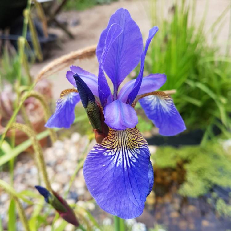 Plant image Iris sibirica