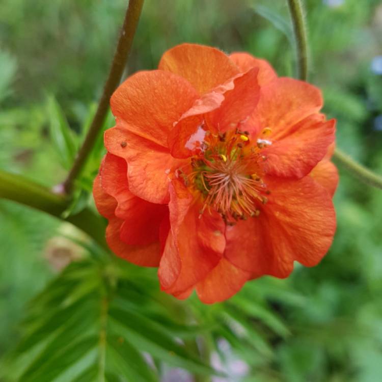 Plant image Geum 'Scarlet Tempest'