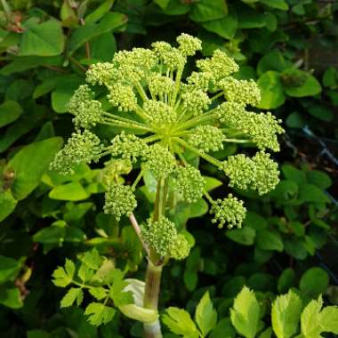 Angelica archangelica; syn Angelica officinalis