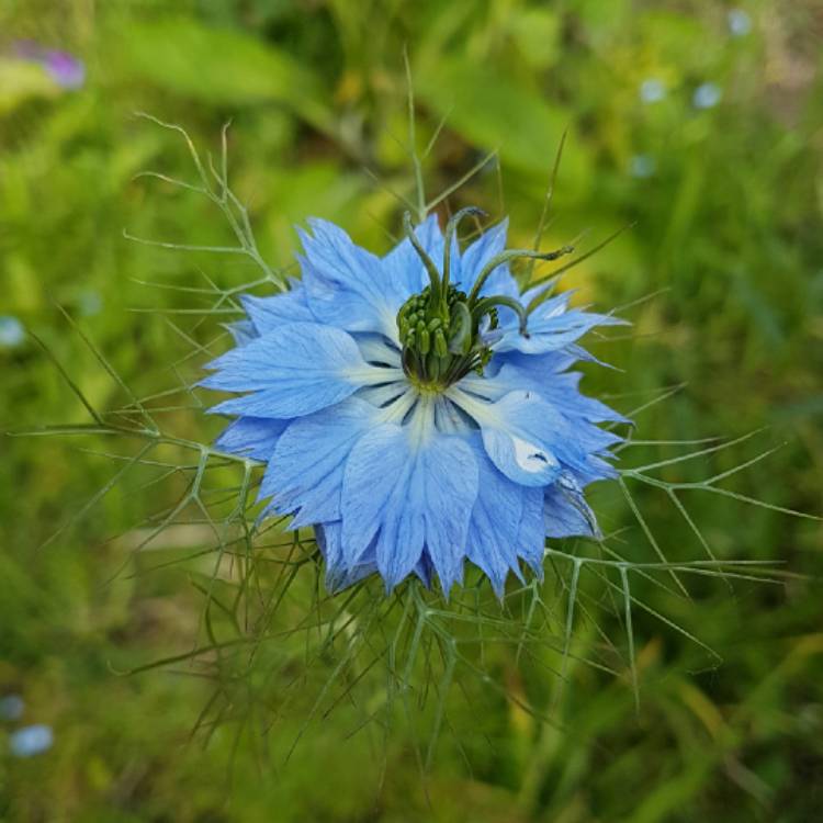 Plant image Nigella damascena 'Miss Jekyll'