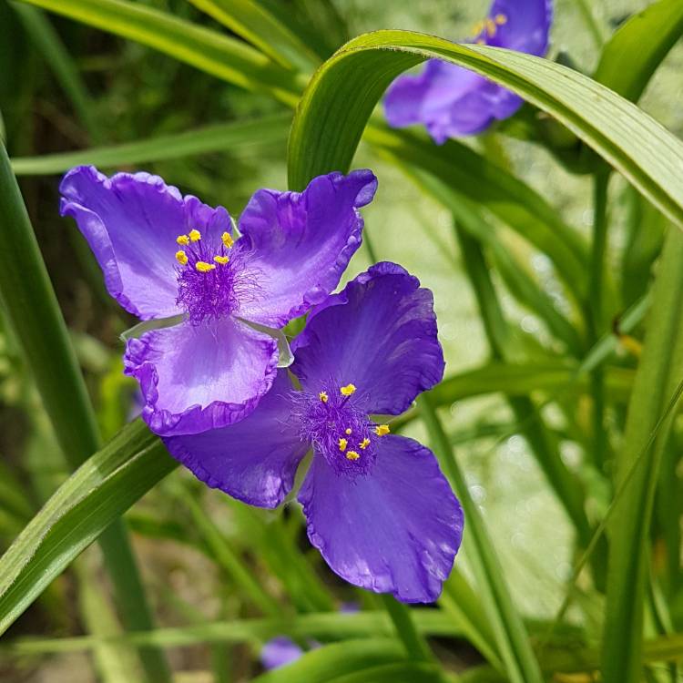 Plant image Tradescantia virginiana