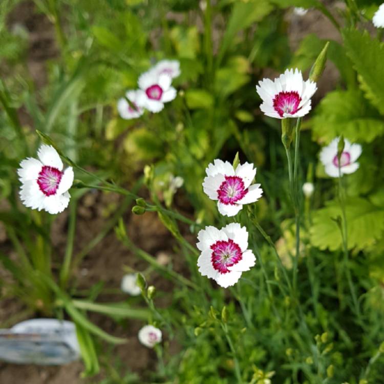 Plant image Dianthus deltoides 'Arctic Fire'