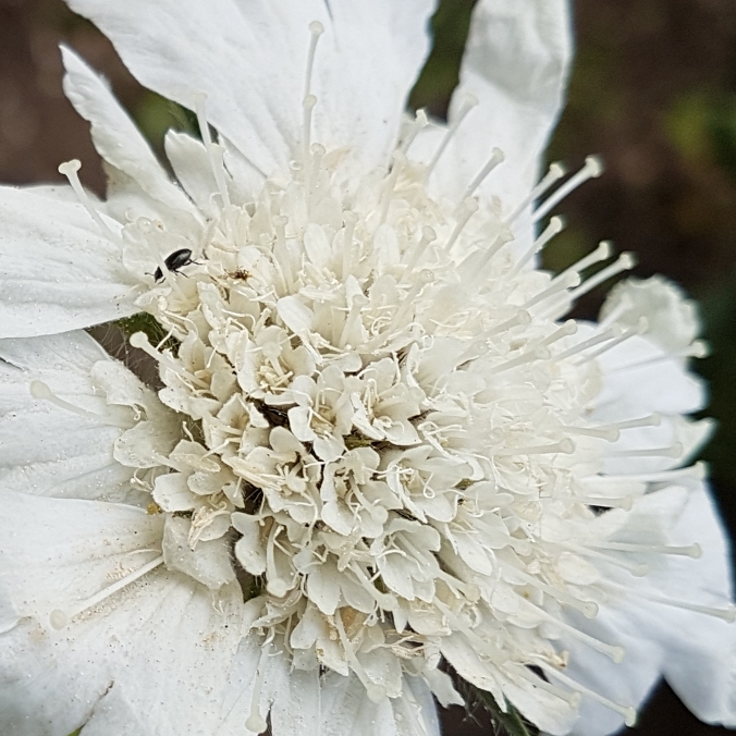 Plant image Scabiosa caucasica 'Perfecta Alba' (Perfecta Series)