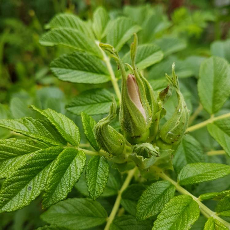 Plant image Rosa rugosa 'Alba'