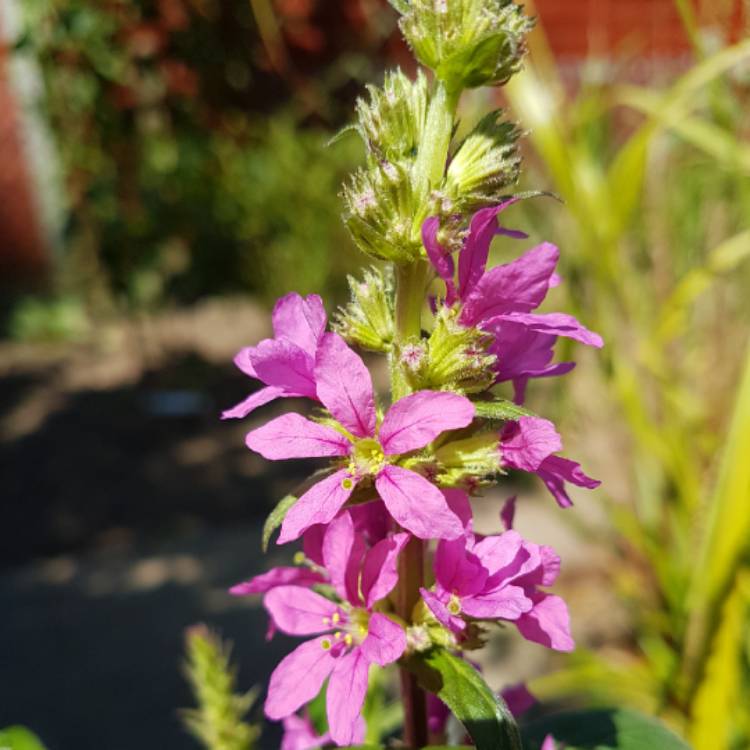 Plant image Lysimachia salicaria syn. Lythrum salicaria