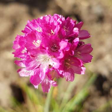 Armeria pseudarmeria 'Ballerina Mixed' (Mix)