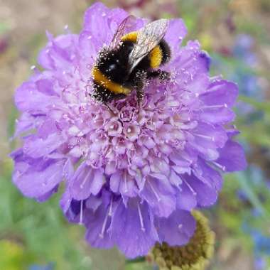 Scabiosa 'Blue Jeans'