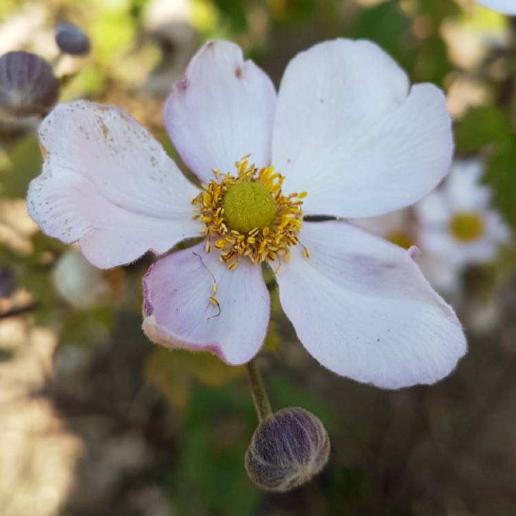 Plant image Anemone x hybrida 'Robustissima'