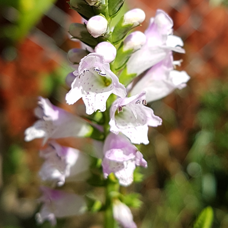 Plant image Physostegia virginiana 'Bouquet Rose'